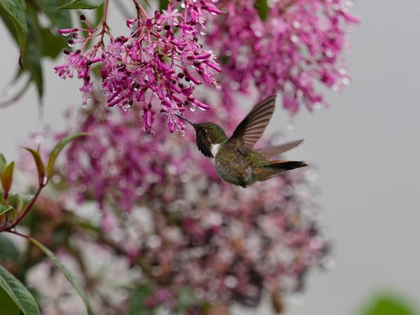 <h3><a href="/trips/costa-rica/biota/animalia/chordata/aves/033 apodiformes/004 trochilidae/selasphorus flammula/selasphorus flammula-nl.html">Selasphorus&nbsp;flammula</a> / Volcano&nbsp;hummingbird / Vulkaankolibrie</h3>OM-1 met M.40-150mm F2.8 + MC-14, 1/2000 sec  bij F5.6, ISO 1600, afstand 2.76&nbsp;m